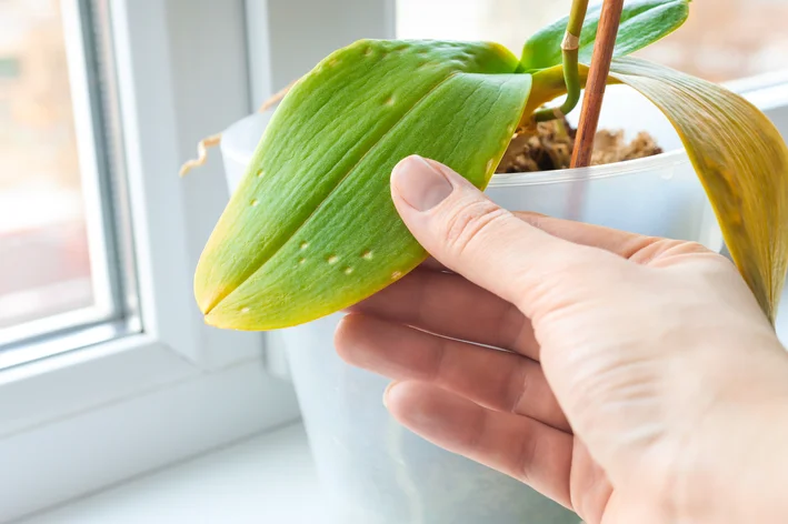 orquídea com petala queimada