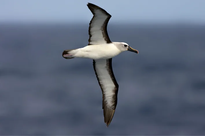 Albatroz-de-bico-amarelo-do-atlântico