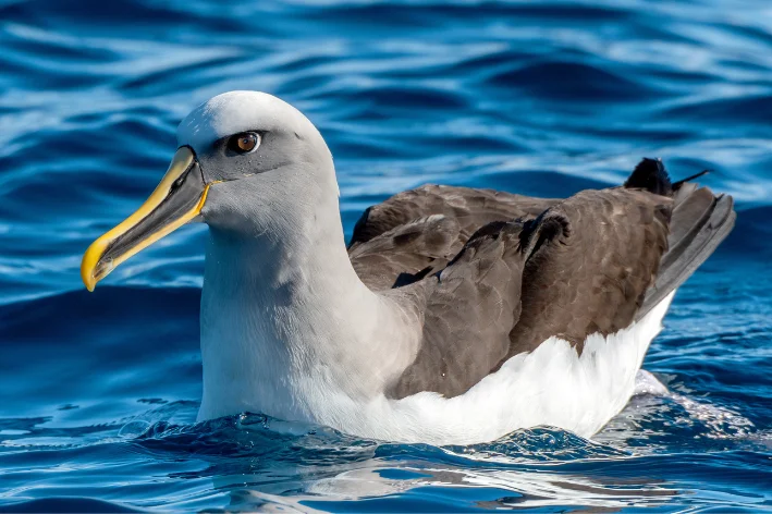 Albatroz-de-buller