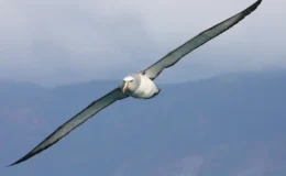 albatroz