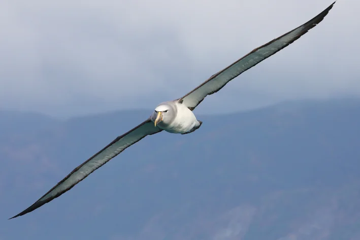 albatroz