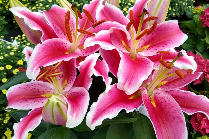 Lilium 'Starlight Express'