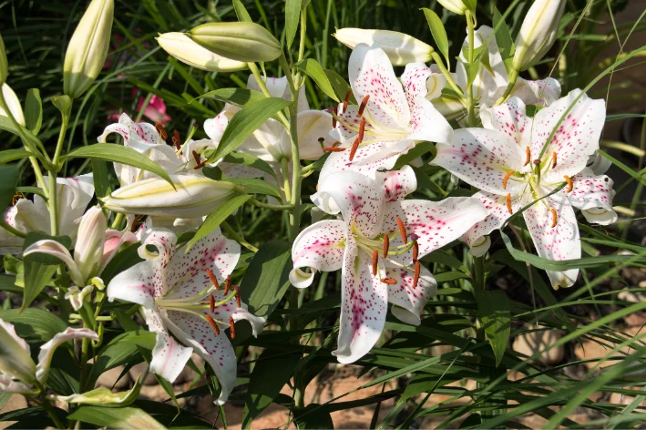 Lilium 'Muscadet'