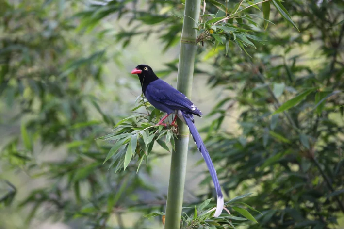 Gralha-azul-de-Taiwan