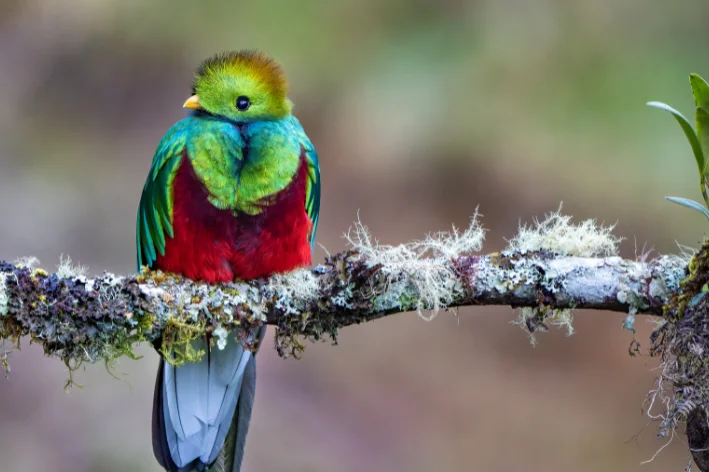 Quetzal