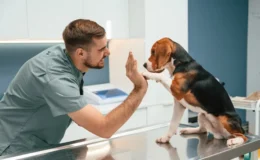 Veterinário brincando com o cachorro após dar prediderm