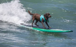 cacau labradora praticando surf dog