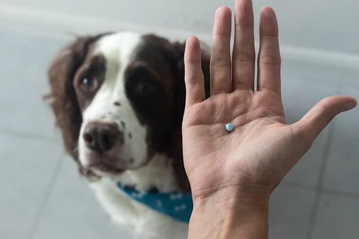 Cachorro tomando remédio para hepatite infecciosa canina