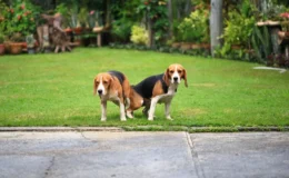 cachorros grudados no parque