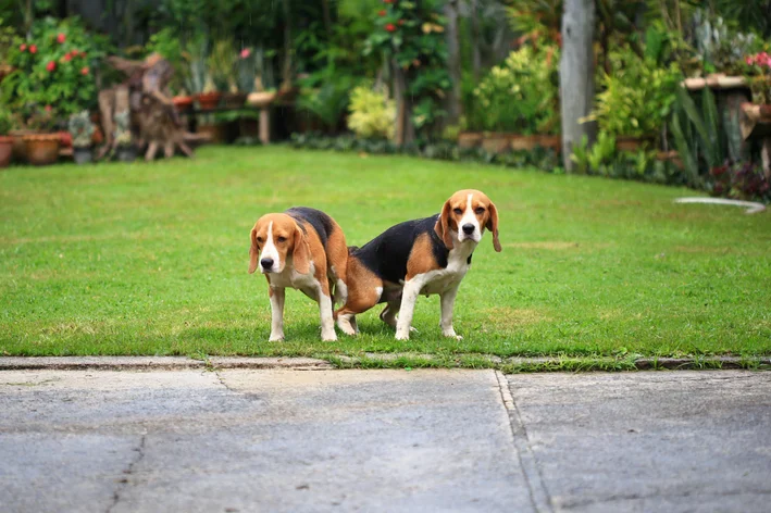 cachorros grudados no parque