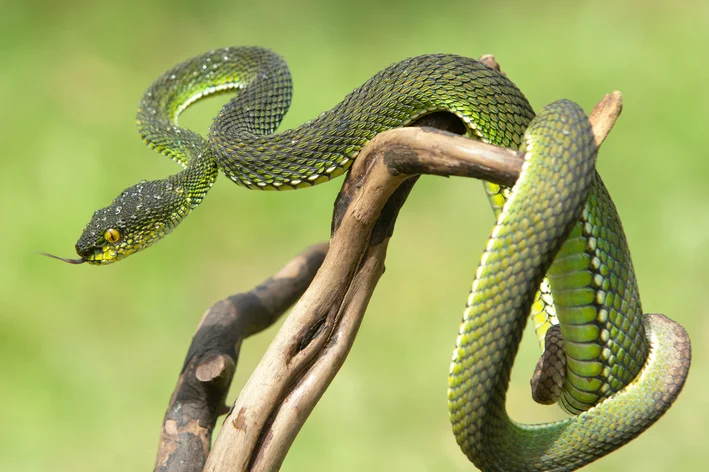 coletivo de cobras na natureza