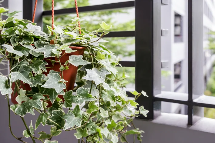 planta hera em vaso suspenso