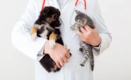 veterinário segurando cachorro e gato