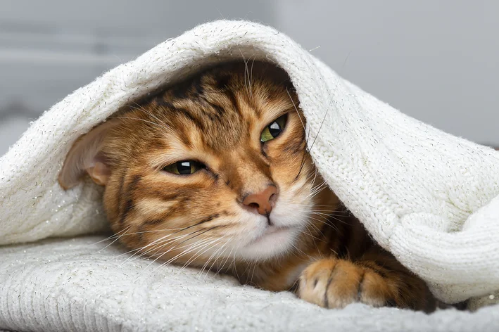 gato com doença do gato no olho com sensibilidade à luz  