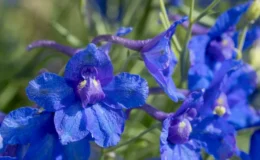 pétalas de defino, a flor de julho