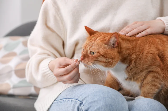 gato tomando remédio