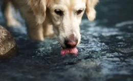 Cachorro com hepatite infecciosa canina bebendo água