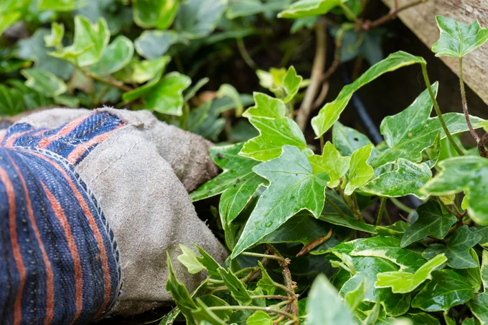 jardineiro cuidando da planta