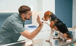 veterinário oncologista