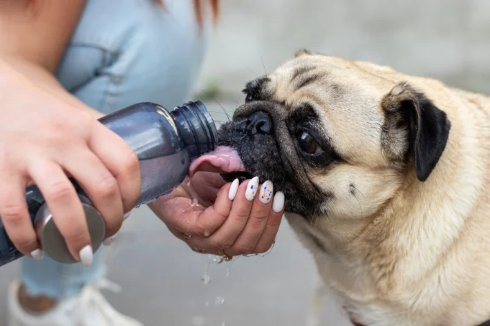 tempo seco afeta saúde de cães e gatos