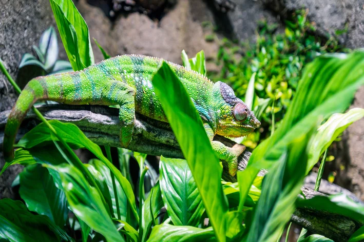 camaleão verde na natureza