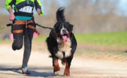 Cachorro participando de canicross