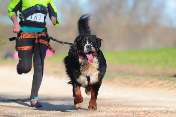 Cachorro participando de canicross