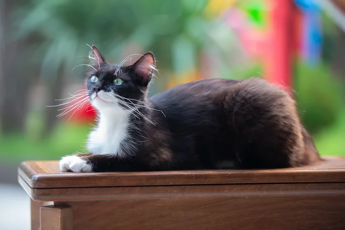 gato com vitiligo deitado