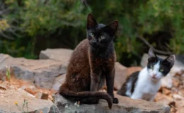 gatos selvagens na ilha