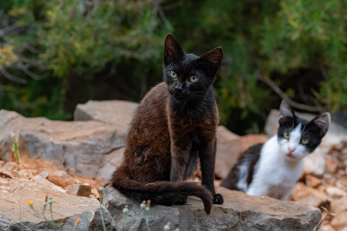 gatos selvagens na ilha