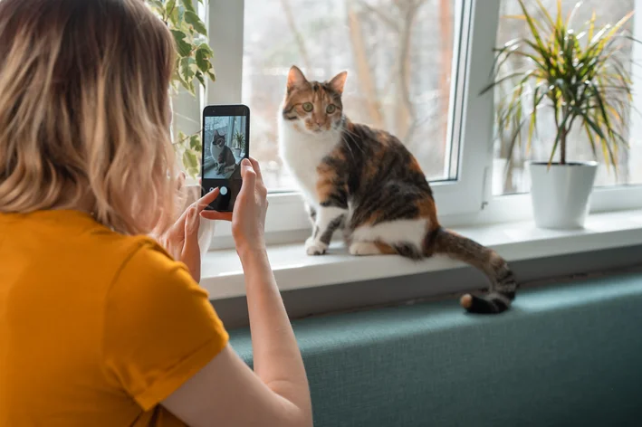 legenda de fotos com gatos para instagram