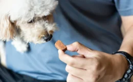 tutor oferecendo nexgard tablete para o cão