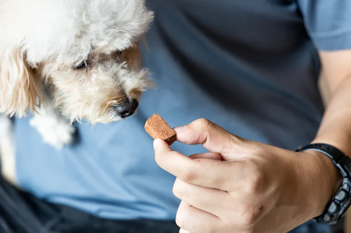 tutor oferecendo nexgard tablete para o cão