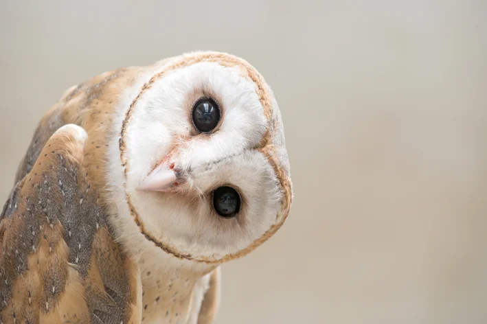 qual animal você seria na vida passada. Coruja