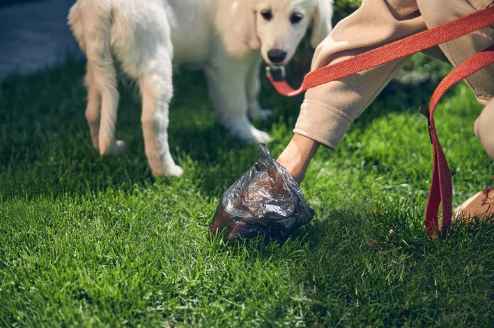 tutor pegando fezes de cachorro