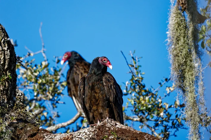 casal de aves de cabeça vermelha