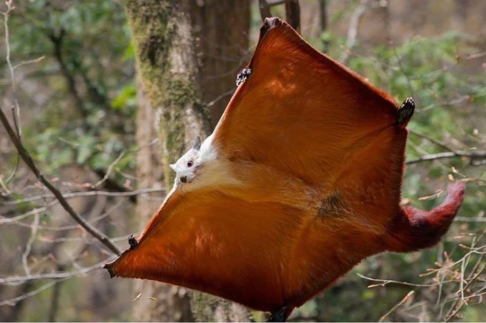 Esquilo-voador-gigante-vermelho-e-branco