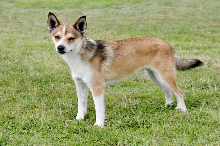 Lundehund Norueguês