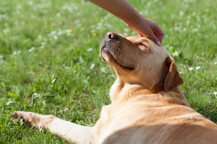 catnip funciona em cachorro