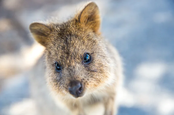 Quokka (Setonix brachyurus)