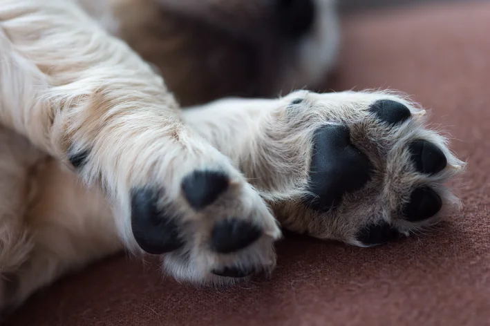 quantos dedos tem um cachorro