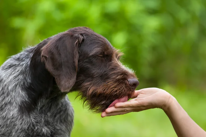 porque os cachorros lambem o rosto dos donos