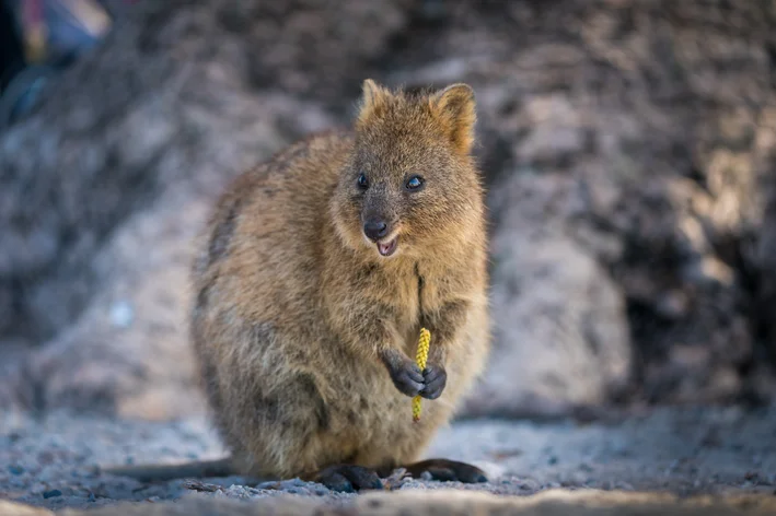 quokka marsupial sorridente