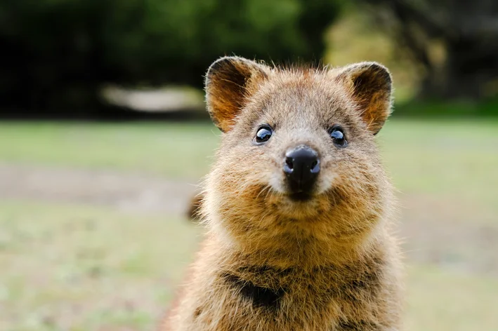 quokka filhote
