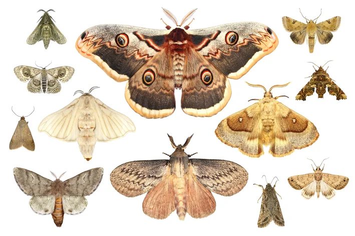 diferença entre mariposa e borboleta