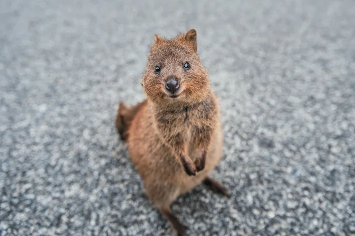 quokka austrália