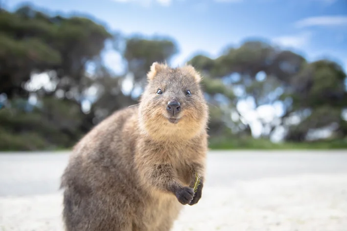 quokka