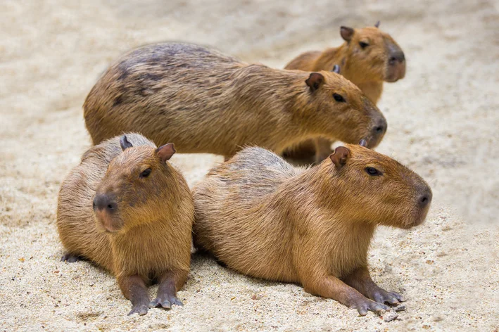 ataques de capivara