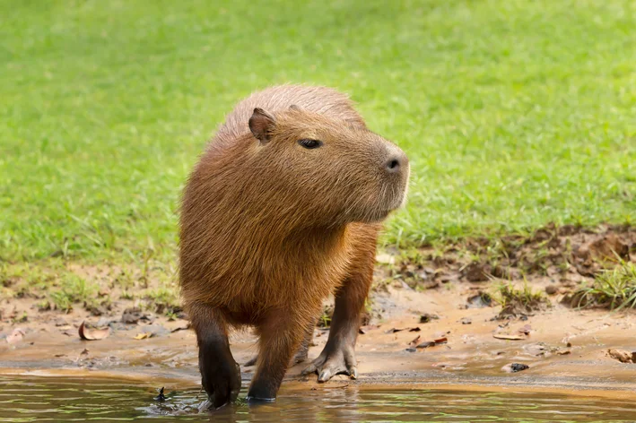 capivara