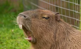 capivara morde